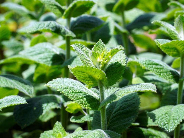 上火分实火虚火?2个维度教你快速分辨(图1) 上火分实火虚火?2个维度教你快速分辨