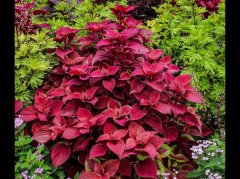 紫苏与菖蒲：辨证用对药食同源药材——功效、禁忌及安全指南