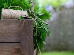 西洋参配麦冬：气阴两虚调理的作用与使用指南