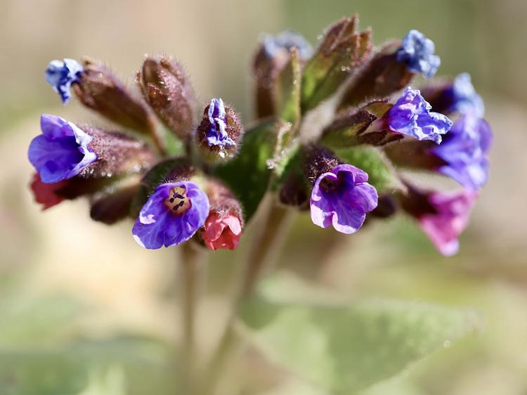 肺心草种类未明确？使用前这些要点要牢记