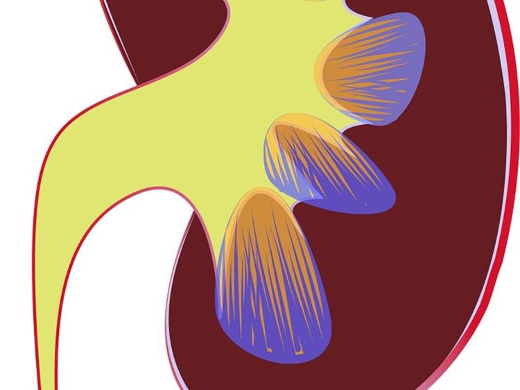 尿常规查不出肾亏？别混淆中西医的“肾”概念