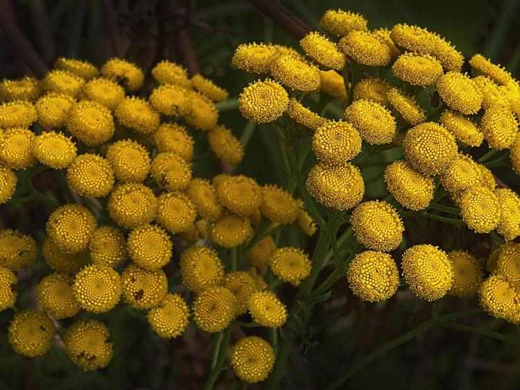 上火喝菊花冰糖水?功效与误区一次说清(图1) 上火喝菊花冰糖水?功效与误区一次说清
