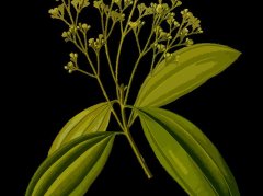 决明子怎么用才安全？功效、禁忌一文说清