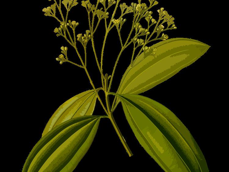 决明子怎么用才安全?功效、禁忌一文说清(图1) 决明子怎么用才安全?功效、禁忌一文说清