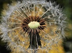 蒲公英用对才有效：中医功效与科学使用指南