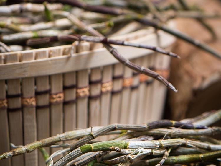 铁皮石斛配西洋参磨粉：增强免疫、降火解乏的正确打开方式