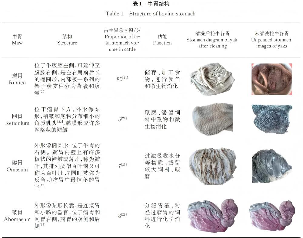 解锁毛肚的营养密码 火锅中的“健康担当”(图2)